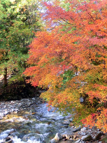 もみじ橋の紅葉（上田市武石）_e0269400_2034820.jpg