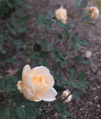 岐阜花フェスタ記念公園　２０１３年１０月３０日_c0204801_13215047.gif