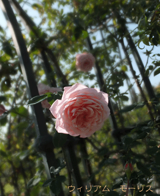 岐阜花フェスタ記念公園　２０１３年１０月３０日_c0204801_13301246.gif