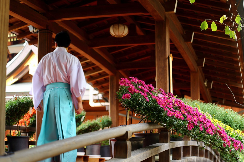 湯島天神、菊祭り。果物が美味しい季節ですが、菊にも「管物」があります_b0291402_14332642.jpg