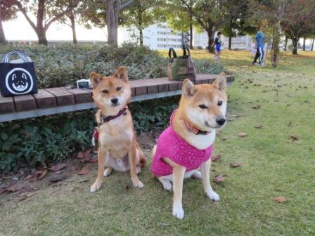 犬生2回目のデート❤_f0079202_23533747.jpg