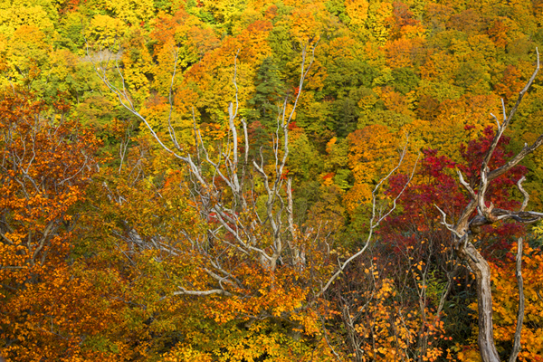 八甲田の紅葉_c0227703_1042225.jpg