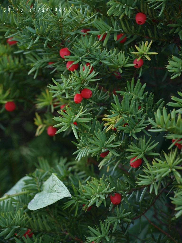 f0207703_1442174.jpg