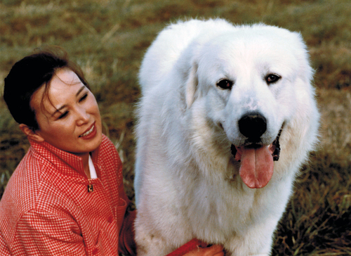 40年前の犬の記憶_d0290407_18185115.jpg