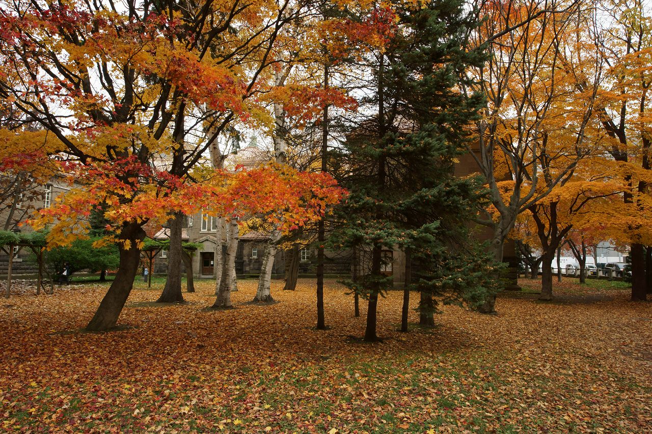 市街地の紅葉を求めて～札幌市資料館_b0225108_22165466.jpg