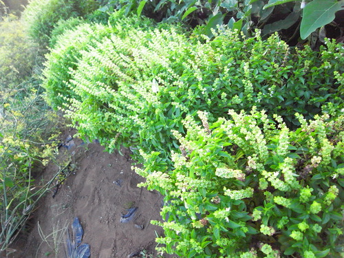c0116714_16453951.jpg