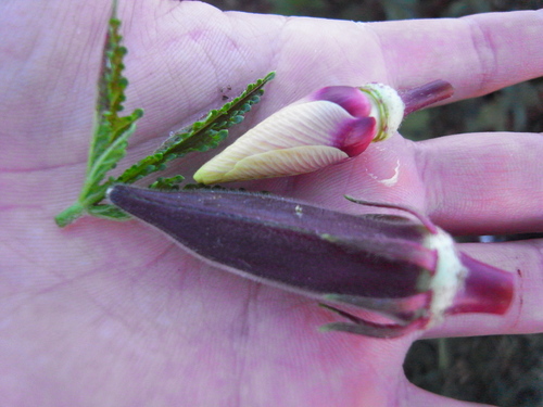 c0116714_1734050.jpg