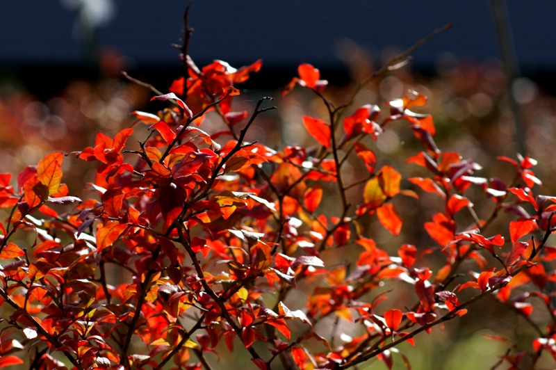 a0304423_2311586.jpg