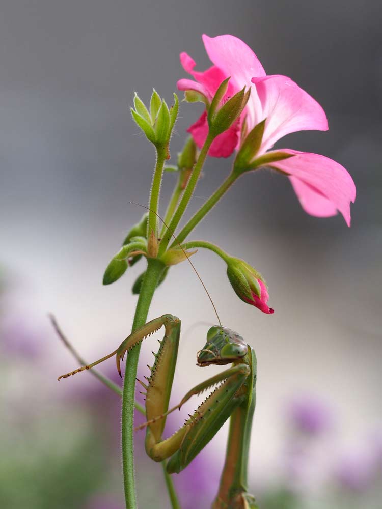 カマキリ夫人_e0108233_12321765.jpg