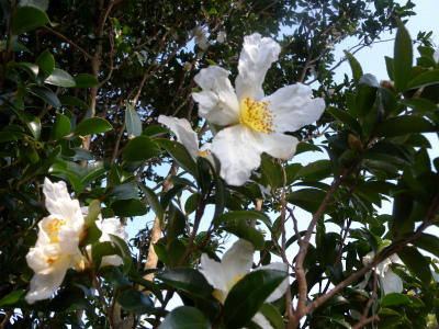 e0272335_8163525.jpg