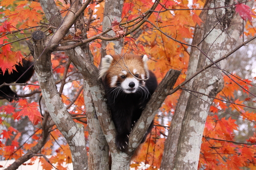 またまたクマ出没! 11月2日_f0113639_19201435.jpg