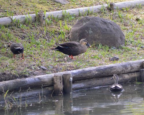 ウラギンシジミ他 今日は、家族で蝶撮り_d0254540_17472266.jpg