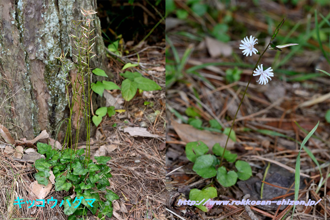 キッコウハグマ、センボンヤリの閉鎖花_c0129047_22132315.jpg