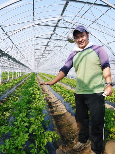 熊本セロリ｢清正人参｣　芽カギ作業！惜しまぬ手間ひまで、日本一のセロリを育てる親子の匠!!その２_a0254656_16415056.jpg