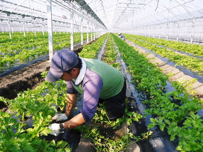 熊本セロリ｢清正人参｣　芽カギ作業！惜しまぬ手間ひまで、日本一のセロリを育てる親子の匠!!その２_a0254656_1744711.jpg