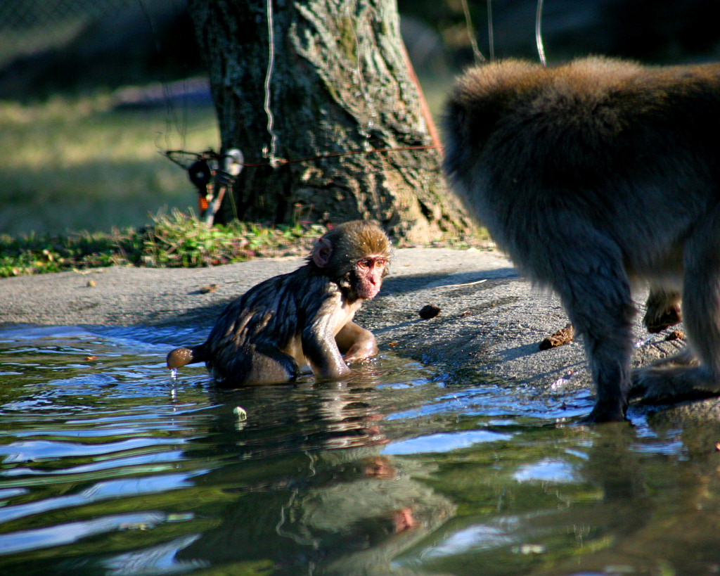 群馬サファリの動物たち・後編_c0305565_18335670.jpg