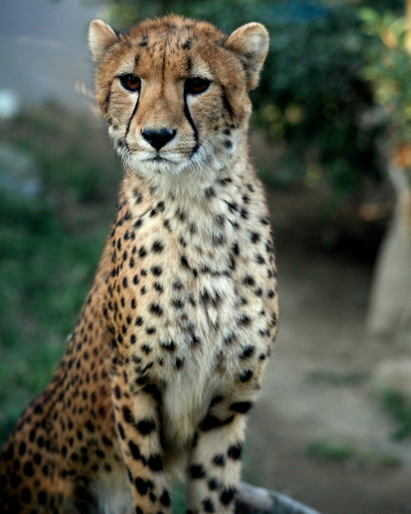 群馬サファリの動物たち・後編_c0305565_18354619.jpg