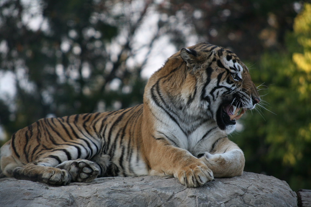 群馬サファリの動物たち・後編_c0305565_18372945.jpg