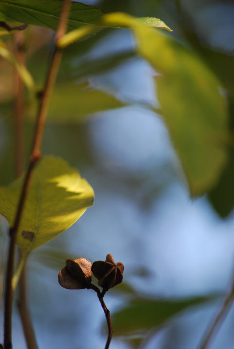 利休梅の実 花便り