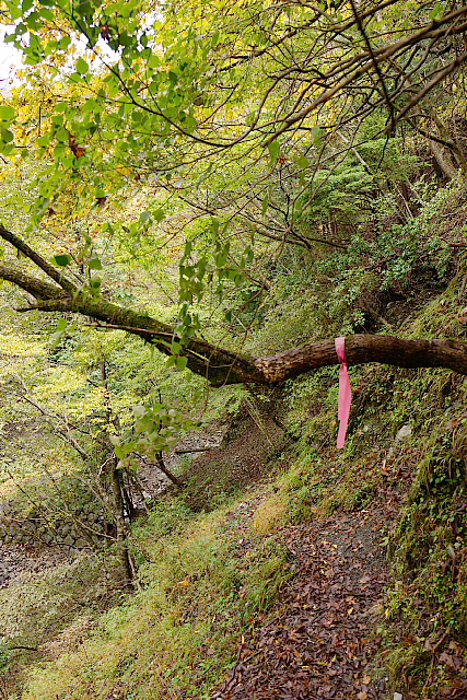 錦秋の雨山峠から鍋割山_f0227973_1495479.jpg