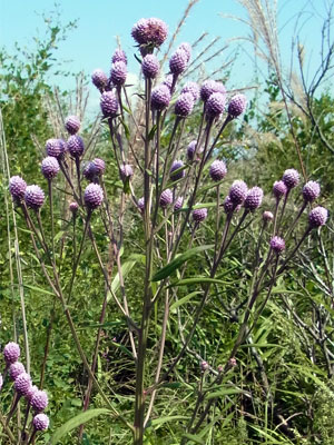 花散歩　苫小牧方面　沼ノ端_f0083977_17234535.jpg