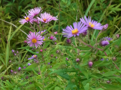 花散歩　苫小牧方面　沼ノ端_f0083977_17312522.jpg