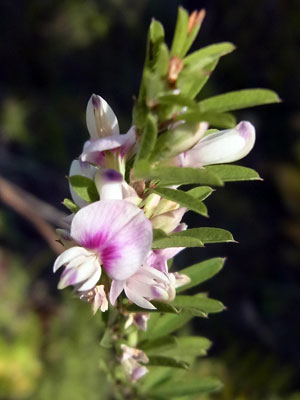 花散歩　苫小牧方面　沼ノ端_f0083977_17412886.jpg