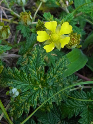 花散歩　苫小牧方面　沼ノ端_f0083977_17454643.jpg