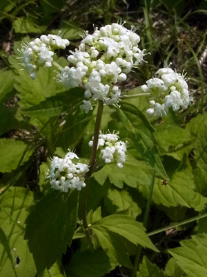 花散歩　苫小牧方面　沼ノ端_f0083977_17502772.jpg