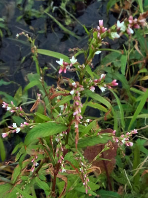 f0083977_222940100.jpg