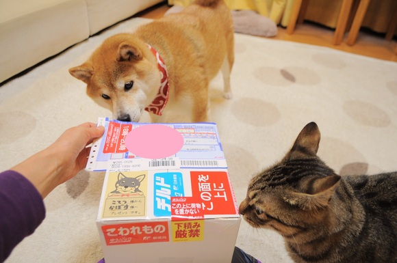 かぼちゃんの誕生日_a0126590_23215582.jpg