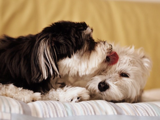 舐めるという形の愛情表現 犬のまいにち