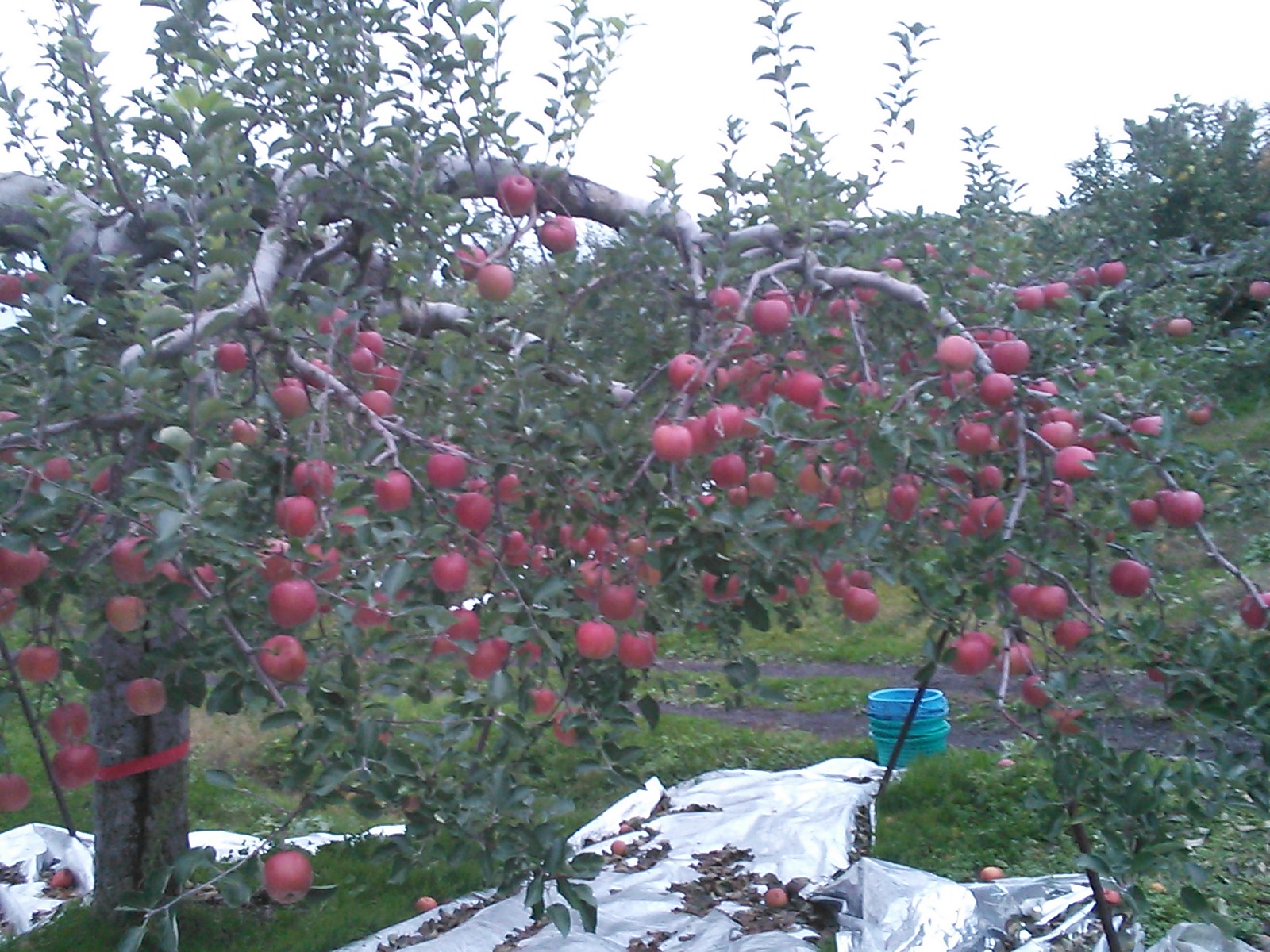 e0104702_20522460.jpg