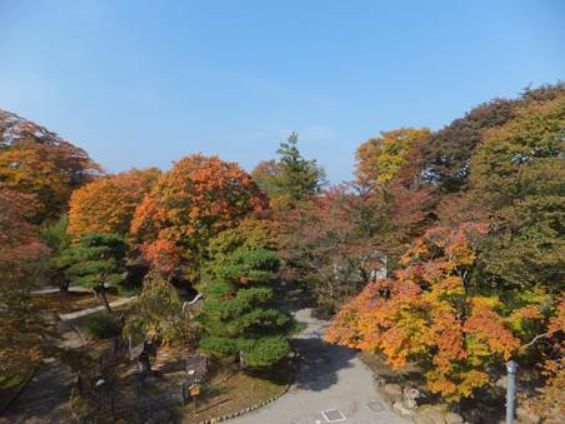 小諸市懐古園の紅葉情報（小諸市ホームページよりH251013～H251114これが最終です）_e0304702_12461911.jpg