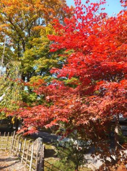 小諸市懐古園の紅葉情報（小諸市ホームページよりH251013～H251114これが最終です）_e0304702_12462794.jpg