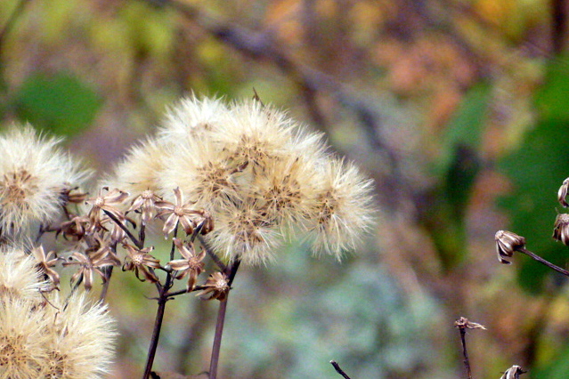 a0214206_21464571.jpg