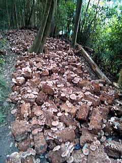 シイタケ狩り♪_a0136507_154595.jpg