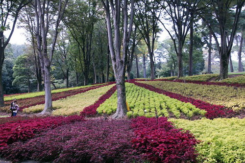 武蔵丘陵森林公園の今_e0255509_2241191.jpg