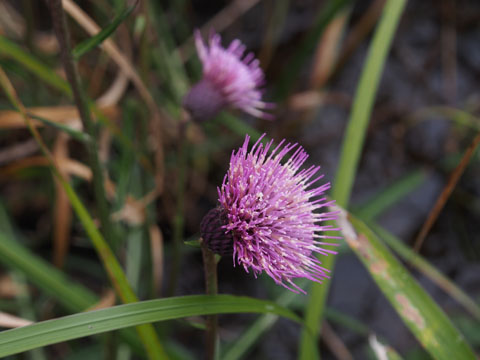 e0293913_22264837.jpg