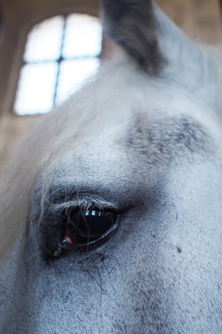 「Musée du Cheval-生きた馬の博物館」1_d0063314_23375782.jpg