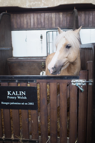 「Musée du Cheval-生きた馬の博物館」1_d0063314_23412277.jpg