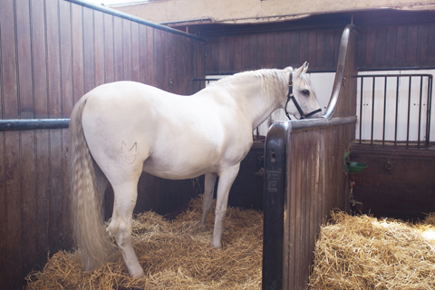 「Musée du Cheval-生きた馬の博物館」1_d0063314_23413126.jpg
