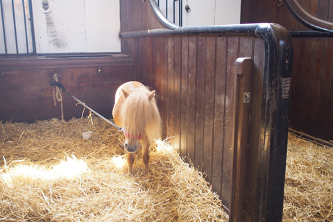 「Musée du Cheval-生きた馬の博物館」1_d0063314_234144100.jpg