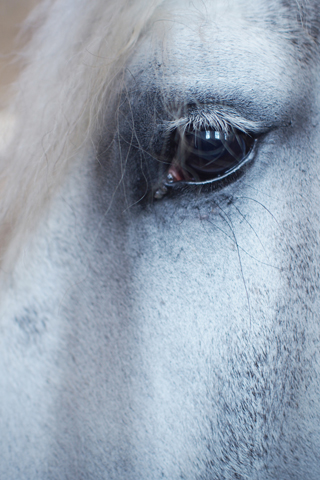 「Musée du Cheval-生きた馬の博物館」1_d0063314_23415529.jpg
