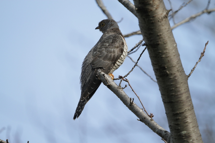 ＭＦの沼でカッコウ科の鳥を撮るカッコウ？・ツツドリ？よく解りません_f0239515_2092393.jpg