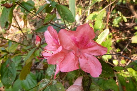 e0120932_11465922.jpg
