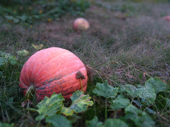 c0289939_1505016.jpg