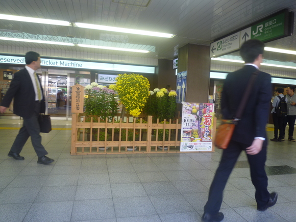 新橋駅の菊たち_b0217741_10122587.jpg