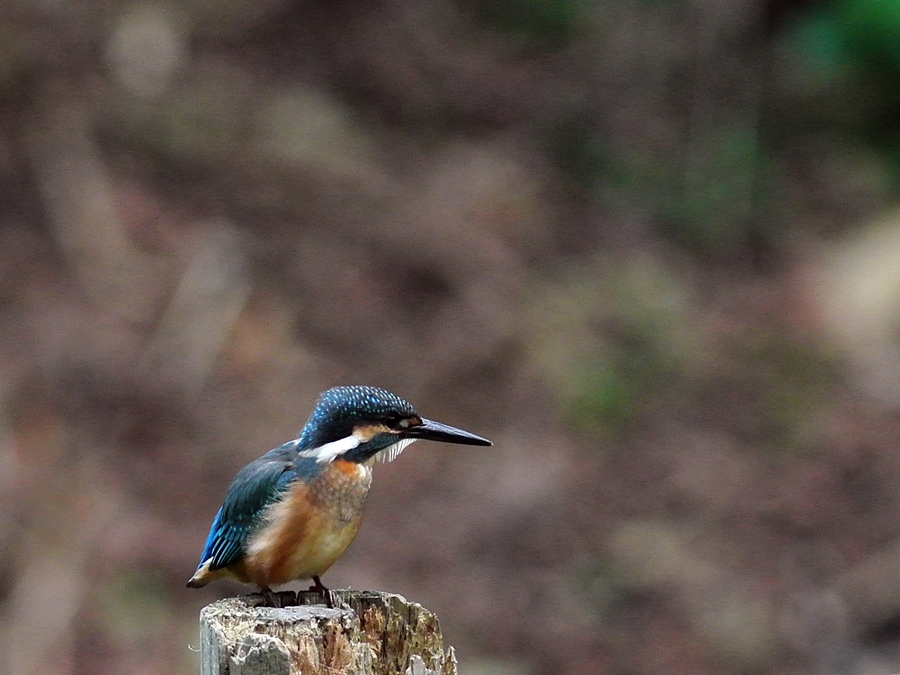 「子供ほど地味です」　カワセミ（翡翠）/Common Kingfisher_b0309841_23505519.jpg