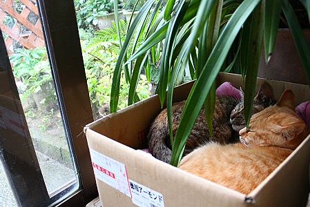 a0243143_20113421.jpg